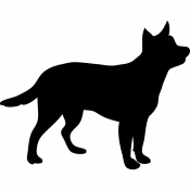 Buddy, a Blue, Tan Australian Cattle Dog Dog