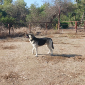 Jumpy, a Black Siberian Husky Dog